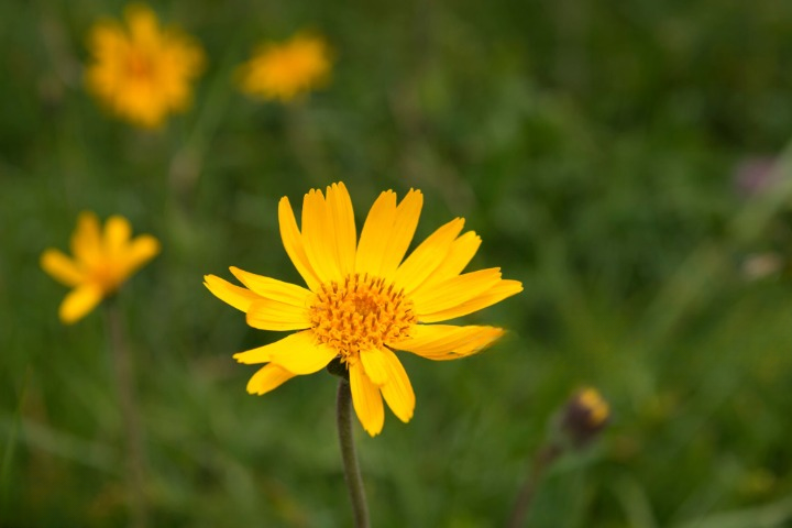 Arnica